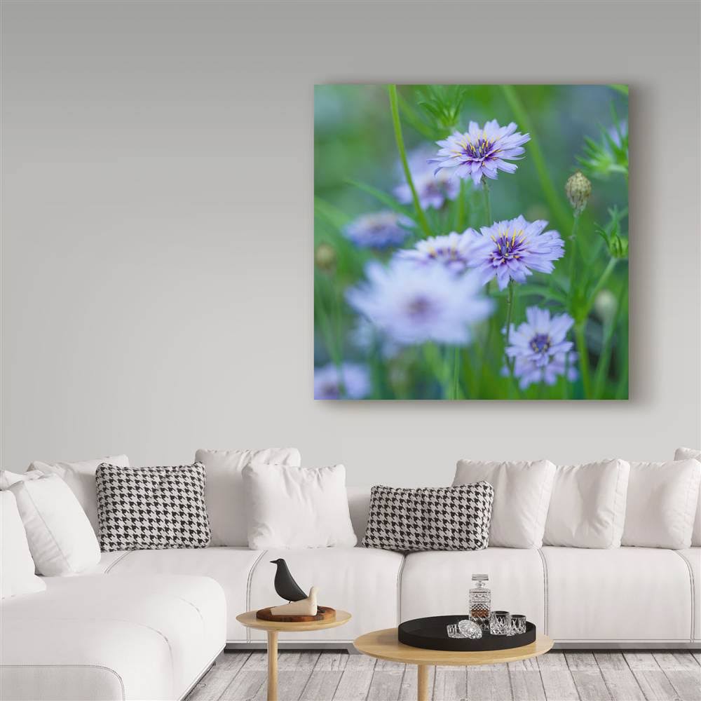 Canvas Art T5321