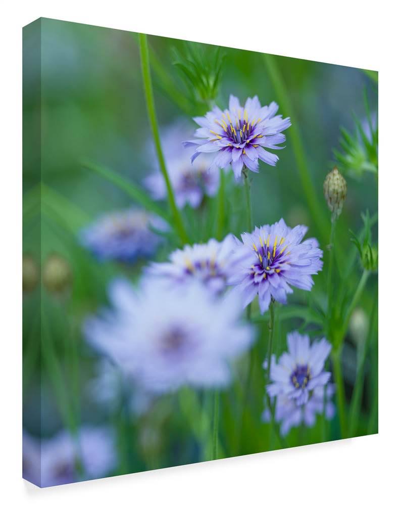 Canvas Art T5321