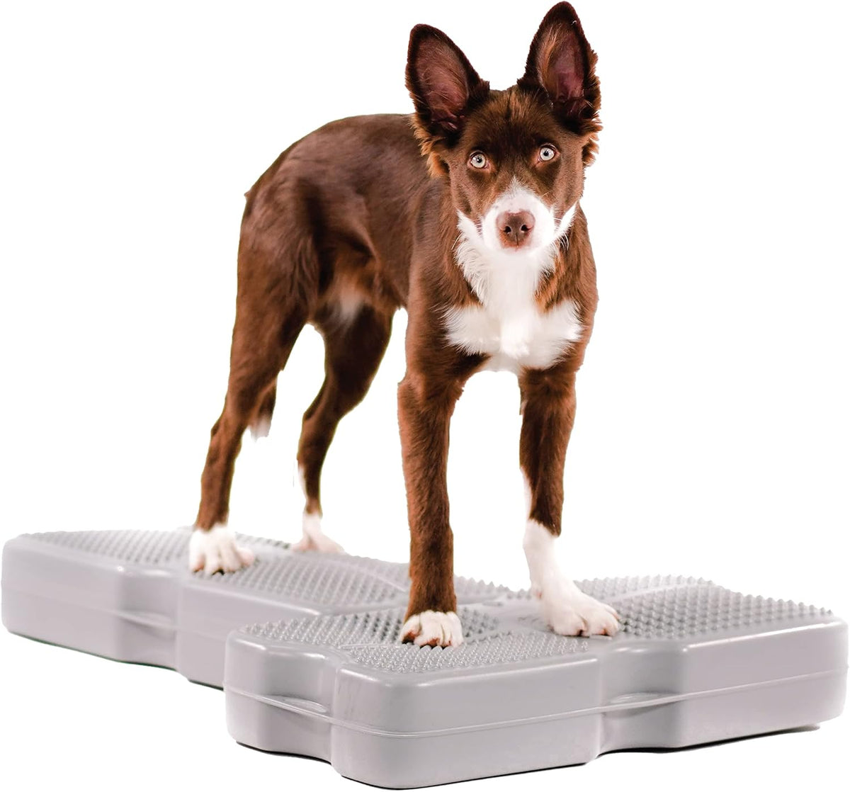 Gray 2-Pack Canine Conditioning Equipment G1502