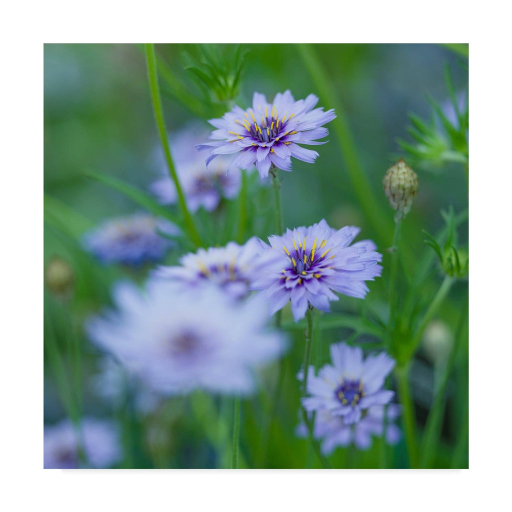 Canvas Art T5321