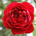 Climber Rose Plant Red Rose Bush R168751