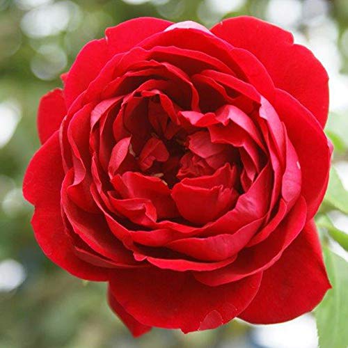 Climber Rose Plant Red Rose Bush R168751