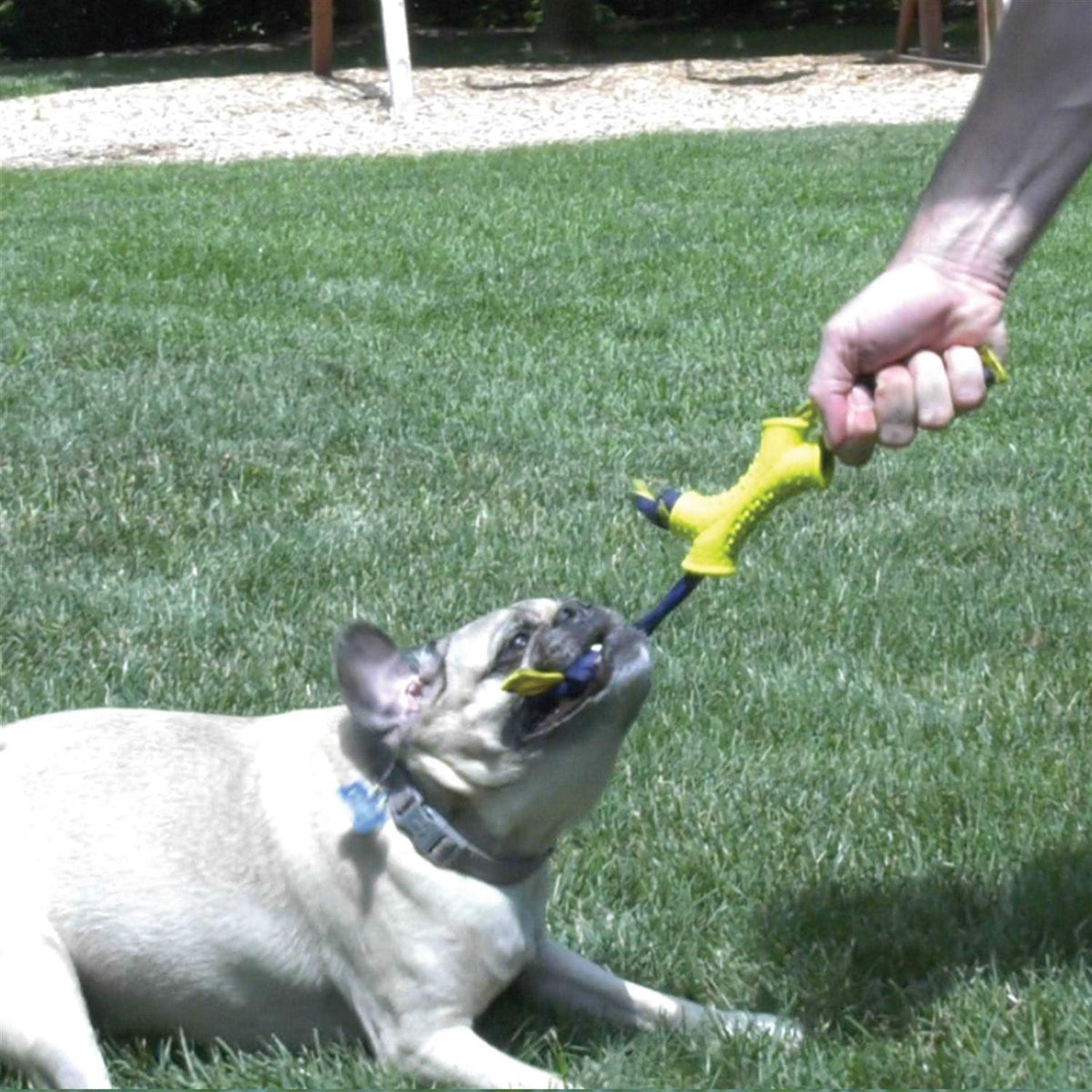 Dog Toy Q600182