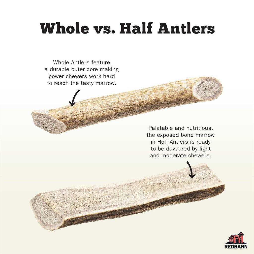 Deer Antler Z6353