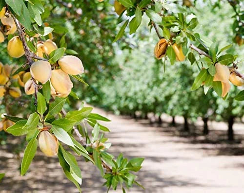 California Almonds 4 Pounds Kosher N4522