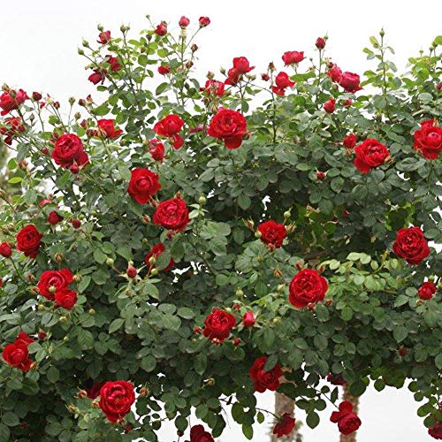 Climber Rose Plant Red Rose Bush R168751