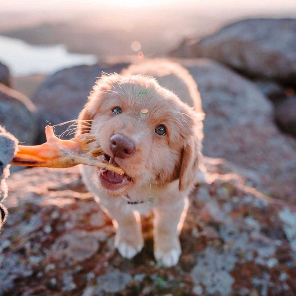 Air Dried Chicken Feet Dog Treats A59929
