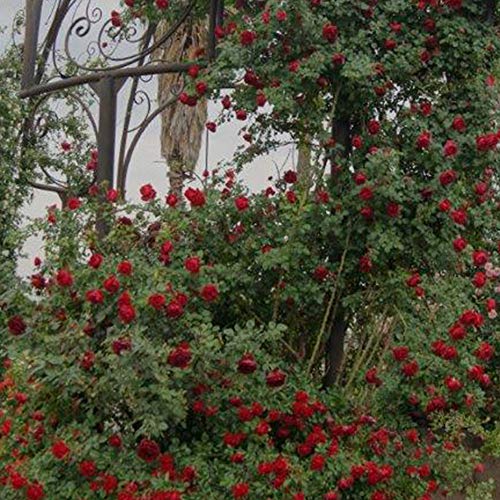 Climber Rose Plant Red Rose Bush R168751