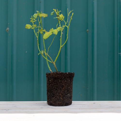Climber Rose Plant Red Rose Bush R168751