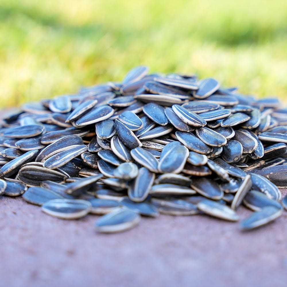 Striped Sunflower Seeds R992514