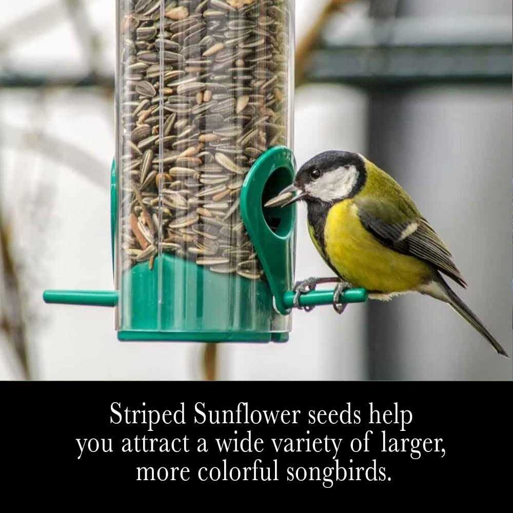 Striped Sunflower Seeds R992514