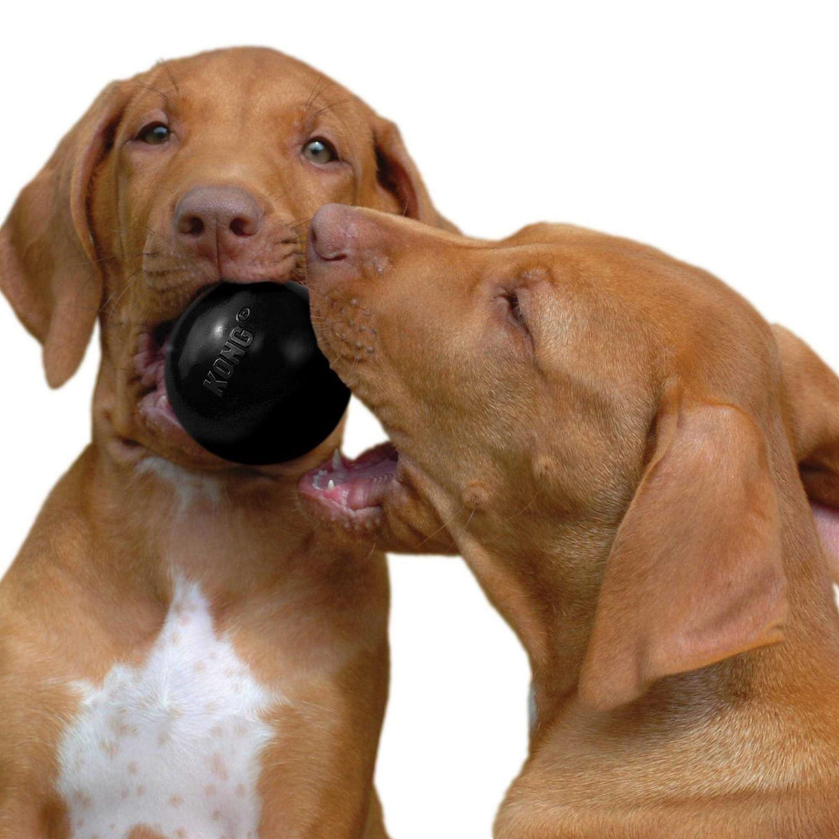 KONG Ball Dog Toy J7506